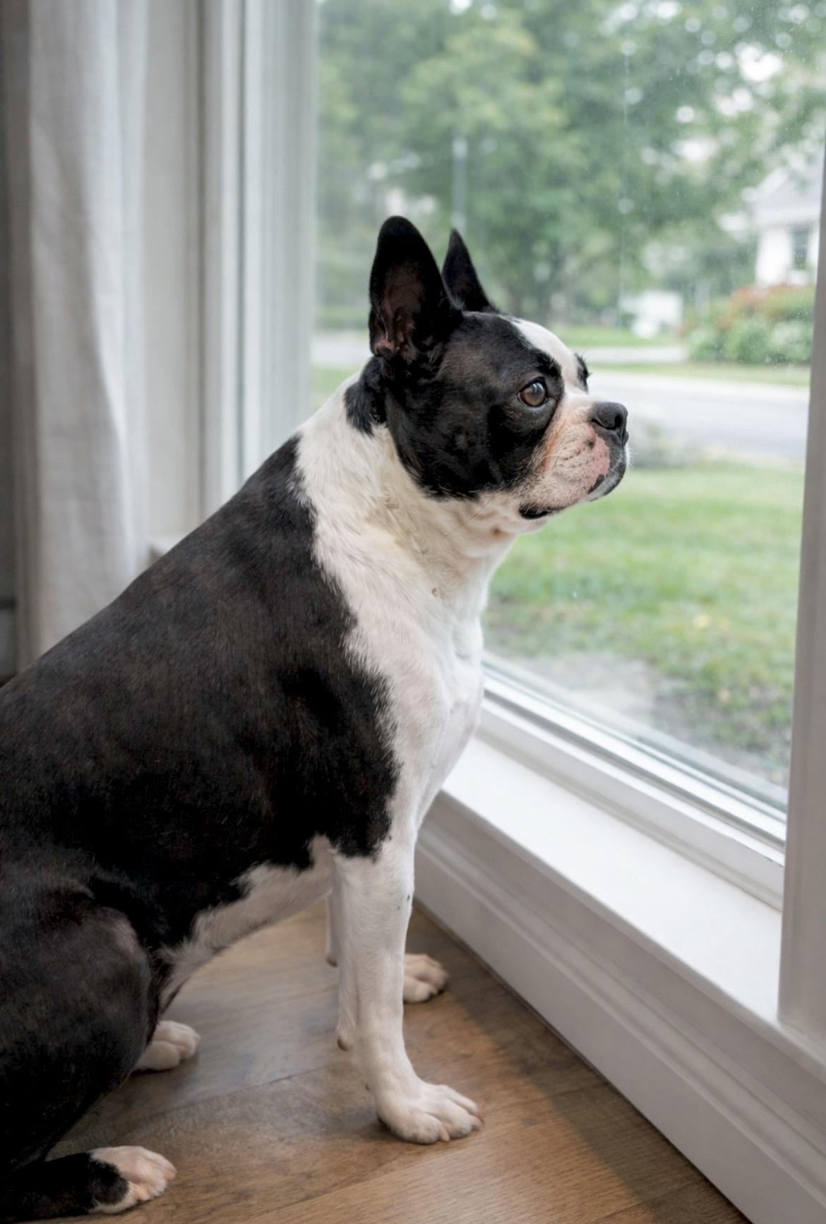 Enlarge Minnie, an adopted Boston Terrier in Huntingtown, MD image 6/6
