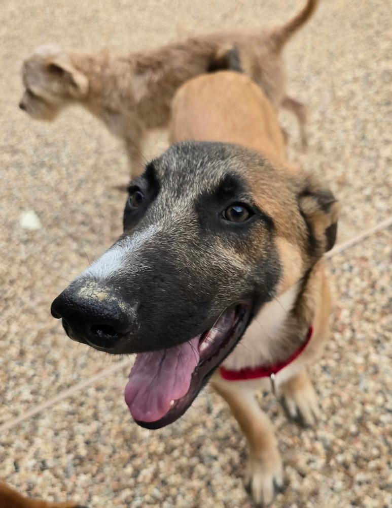 Enlarge Tristan, a Adoptable mixed breed in Sealy, TX image 3/5