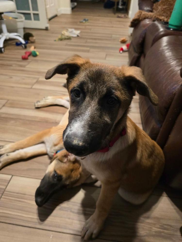 Enlarge Tristan, a Adoptable mixed breed in Sealy, TX image 4/5