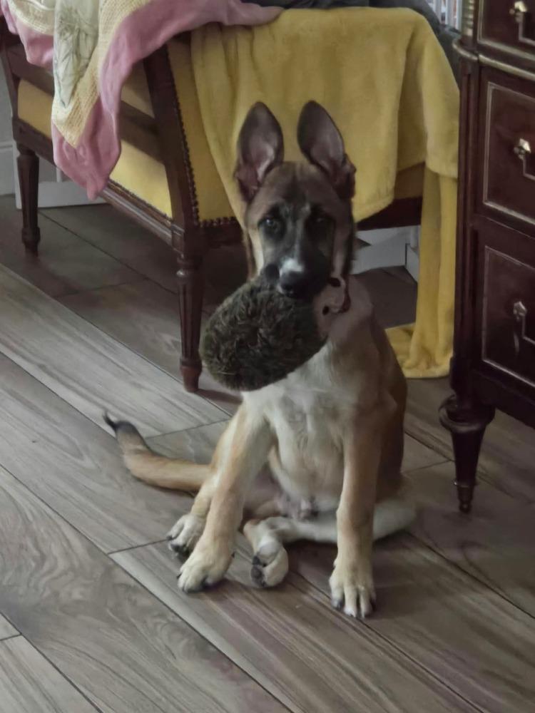 Enlarge Tristan, a Adoptable mixed breed in Sealy, TX image 5/5