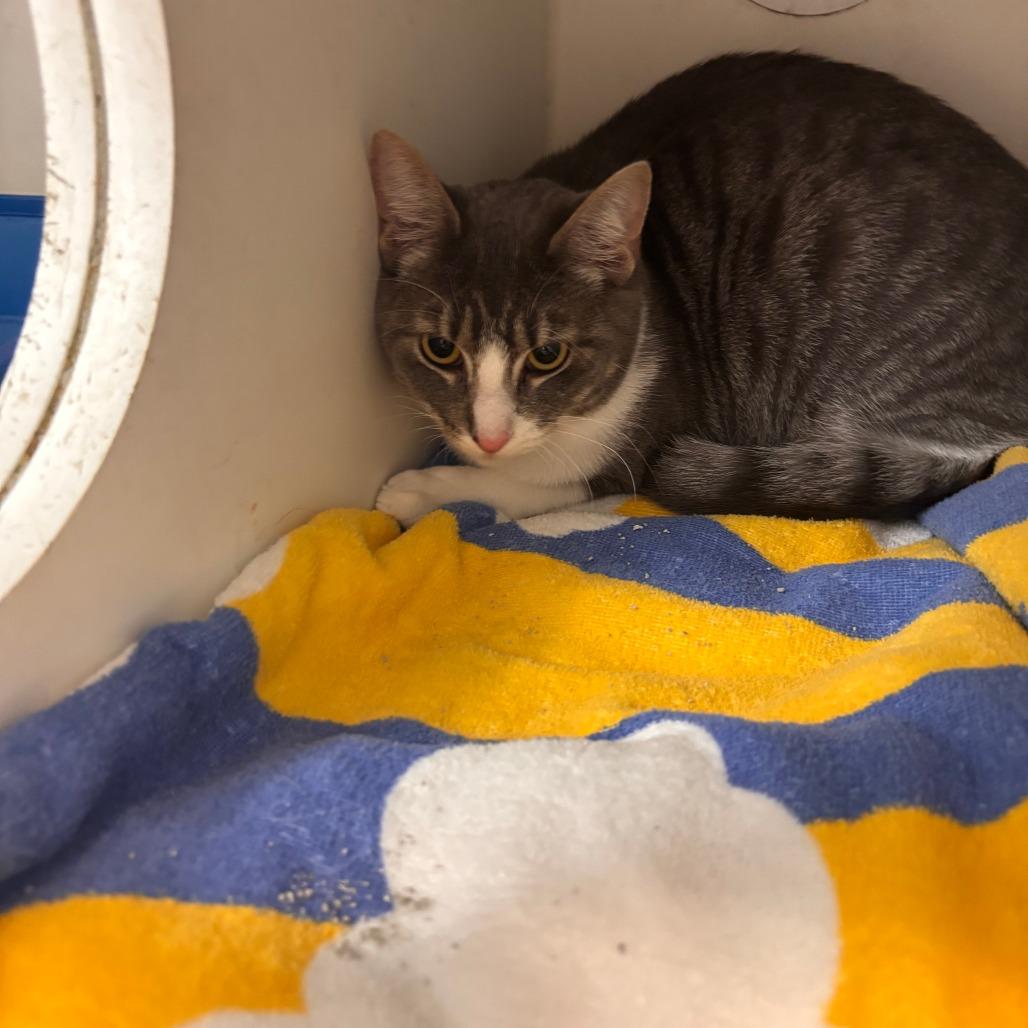 Mort, Adoptable, Adult Female Domestic Short Hair.