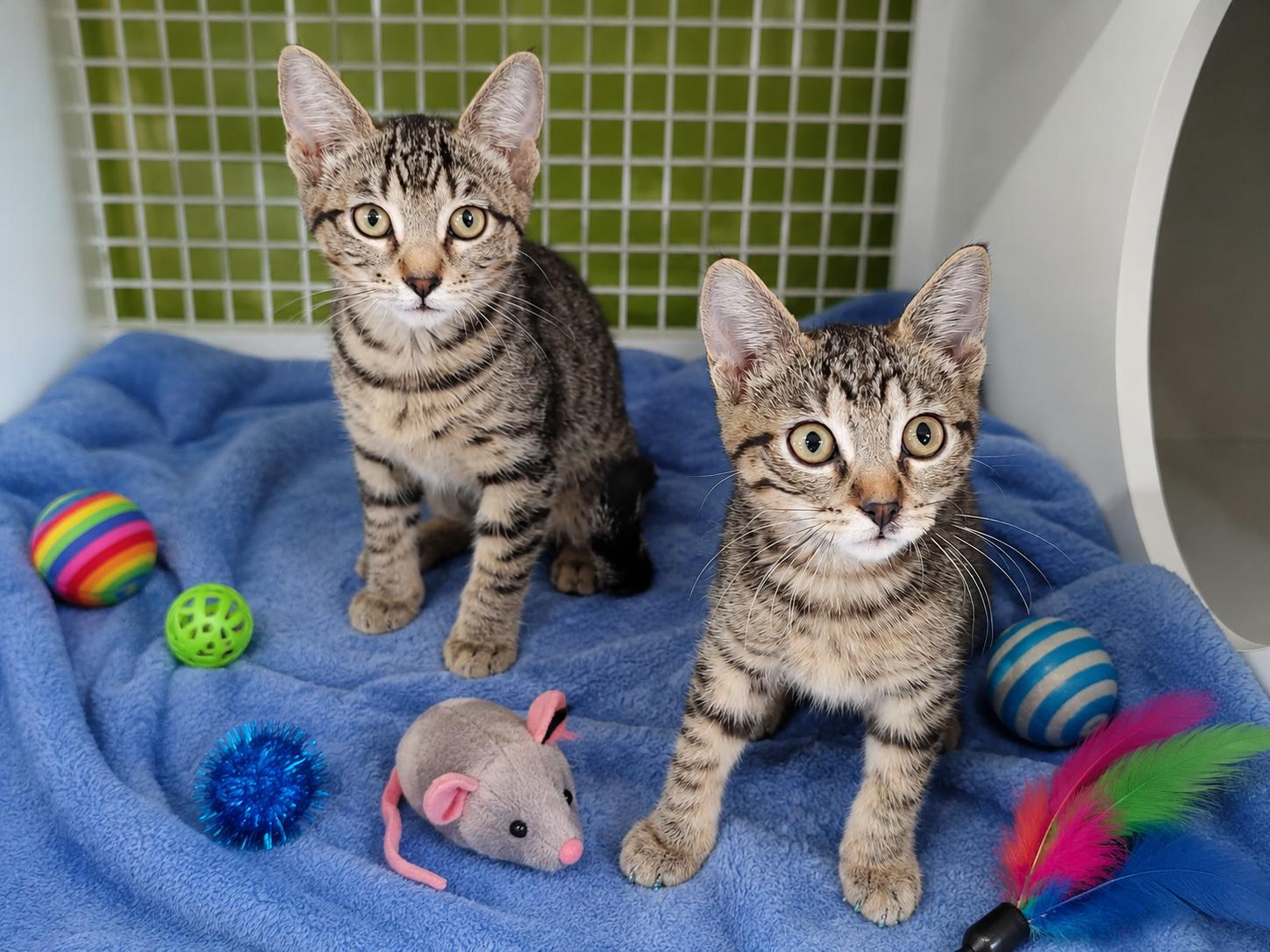 Enlarge Cedar (Bonded), a ADOPTABLE Domestic Short Hair in Chandler, AZ image 2/2