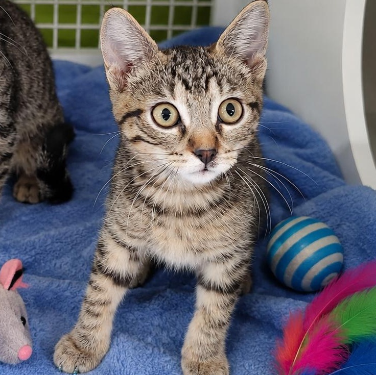 Enlarge Cedar (Bonded), a ADOPTABLE Domestic Short Hair in Chandler, AZ image 1/2