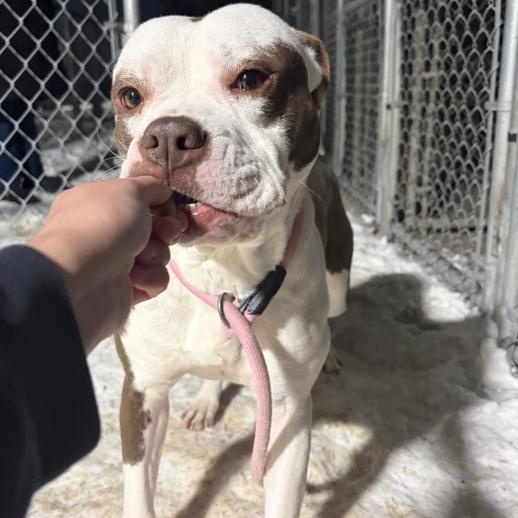 Peaches, Adoptable, Adult Female American Bully.