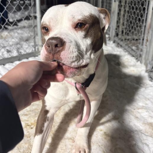 Enlarge Peaches, a Adoptable American Bully in Caledon, ON image 2/6