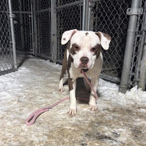 Enlarge Peaches, a Adoptable American Bully in Caledon, ON image 3/6