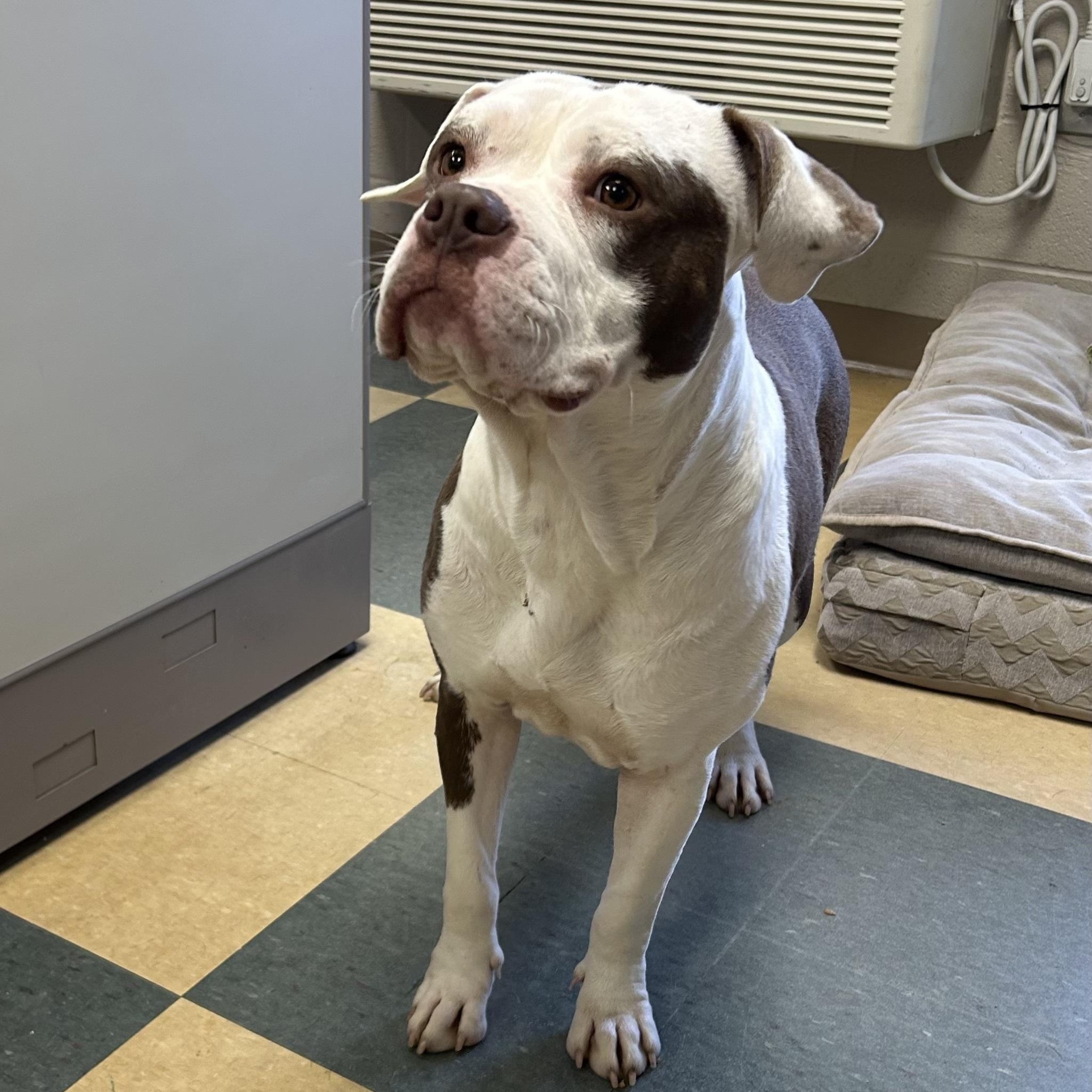 Peaches, a Adoptable American Bully image 1/2