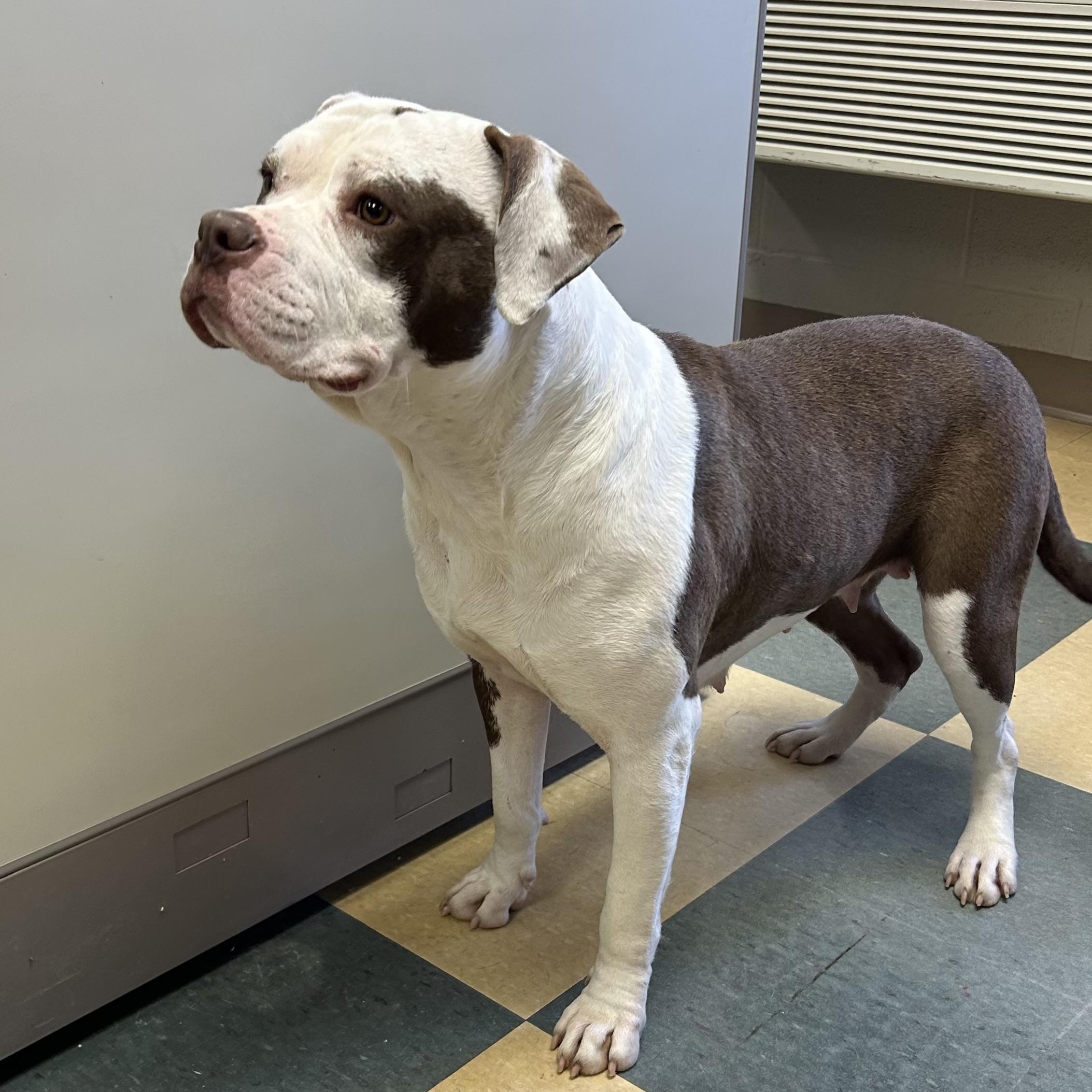 Peaches, a Adoptable American Bully image 2/2