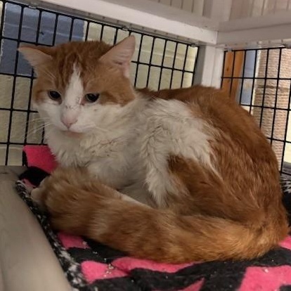 Enlarge Harry , a Adoptable Domestic Short Hair in Braintree, MA image 1/4