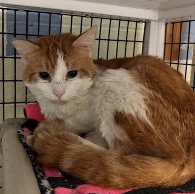 Enlarge Harry , a Adoptable Domestic Short Hair in Braintree, MA image 3/4