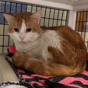 Enlarge Harry , a Adoptable Domestic Short Hair in Braintree, MA image 4/4