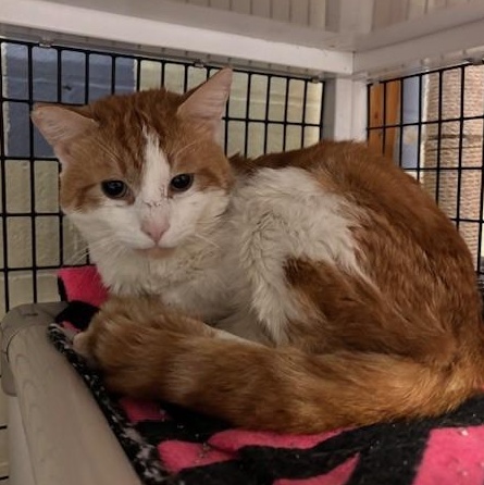 Enlarge Harry , a Adoptable Domestic Short Hair in Braintree, MA image 2/4