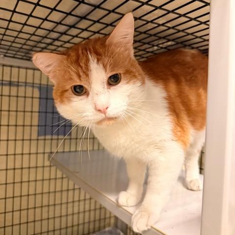 Harry , Adoptable, Adult Male Domestic Short Hair.