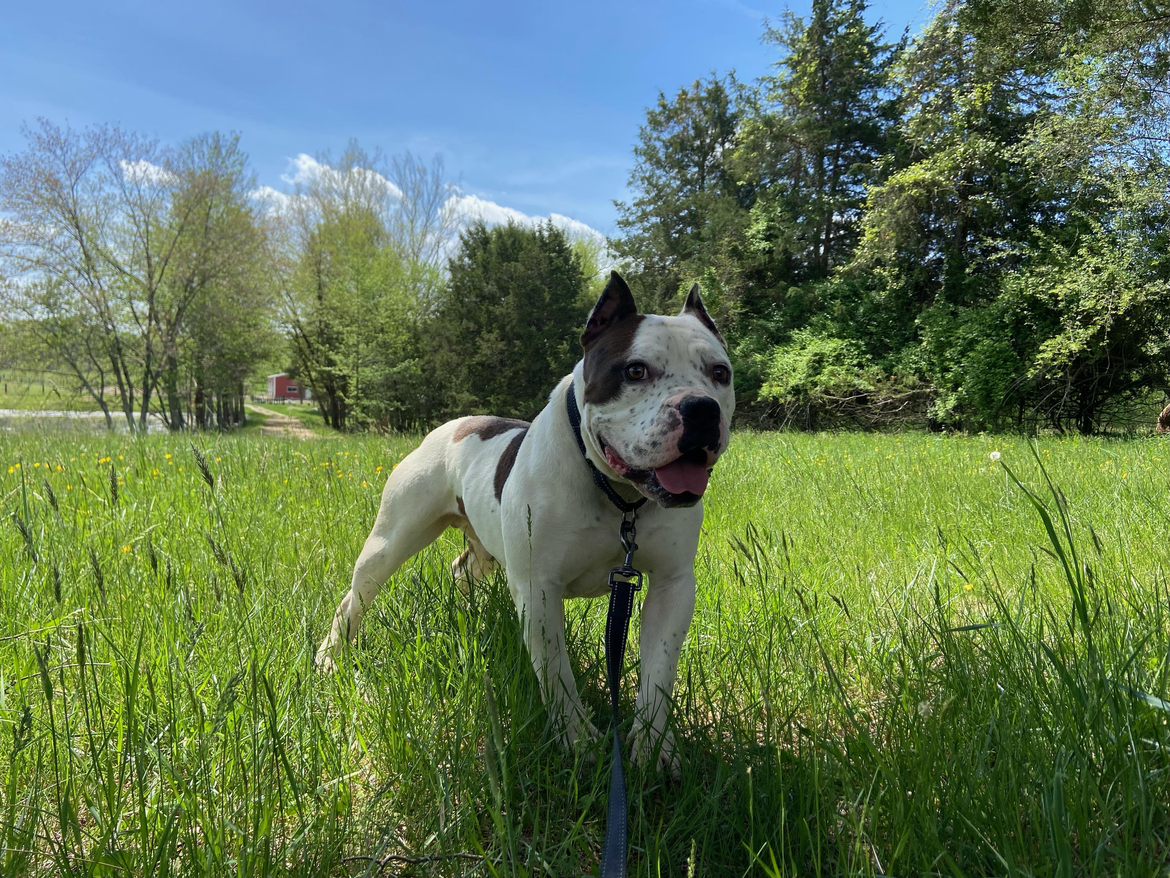 Chewy, a Adoptable mixed breed in Louisa, VA image 3/6