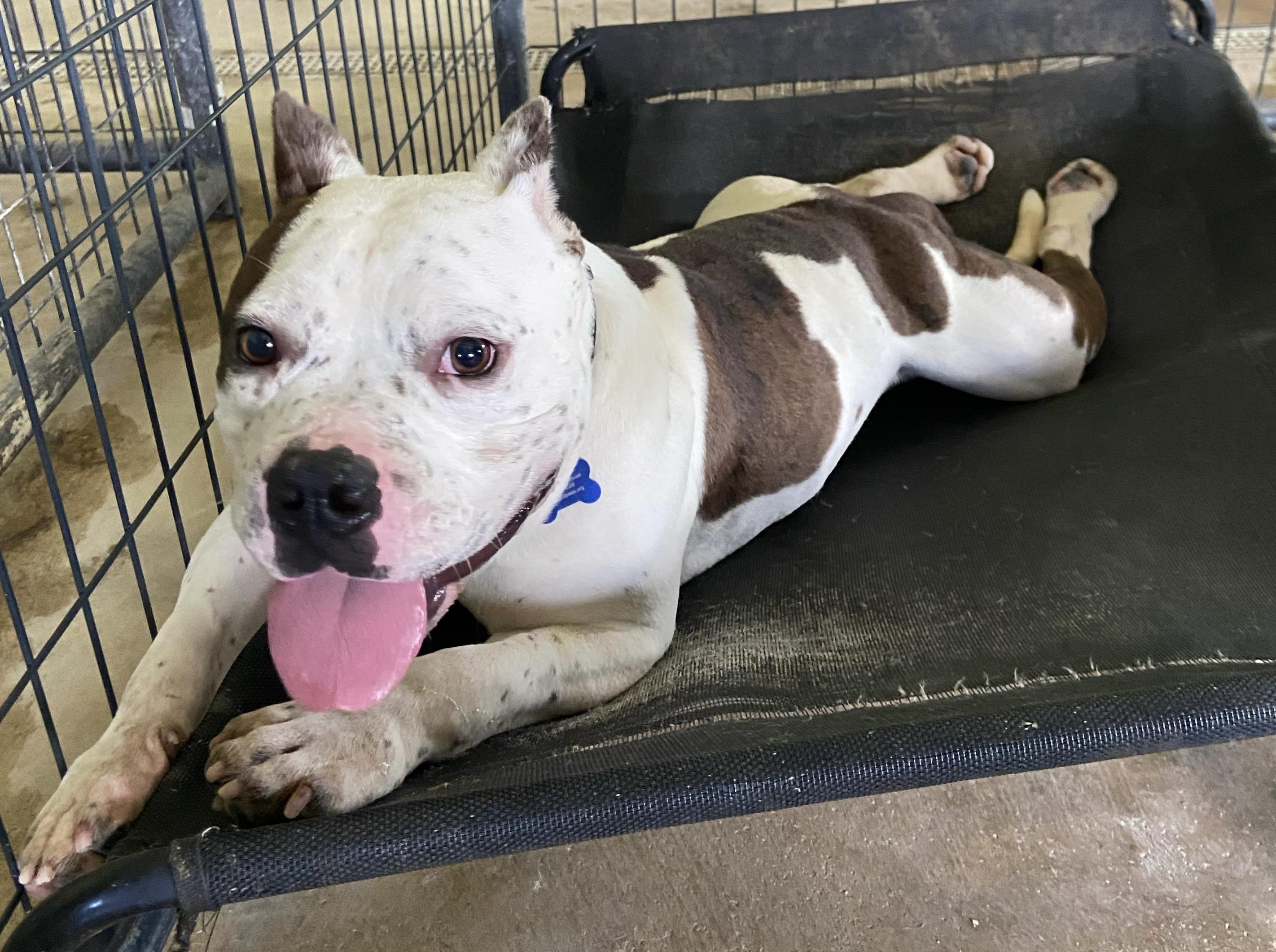 Chewy, a Adoptable mixed breed in Louisa, VA image 5/6