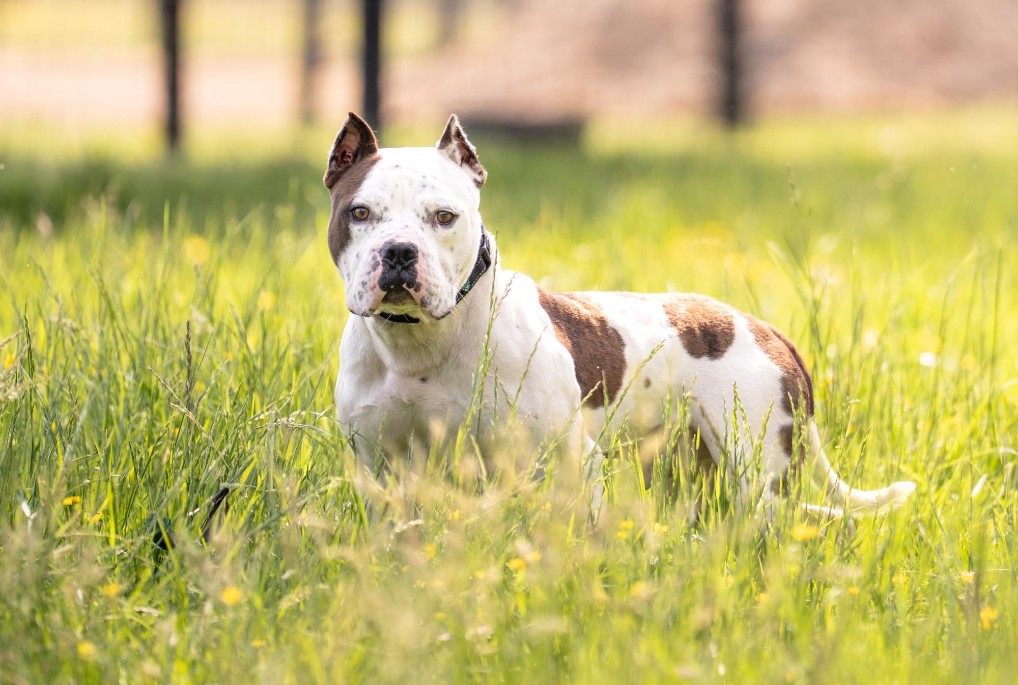Chewy, Adoptable, Adult Male Pit Bull Terrier.