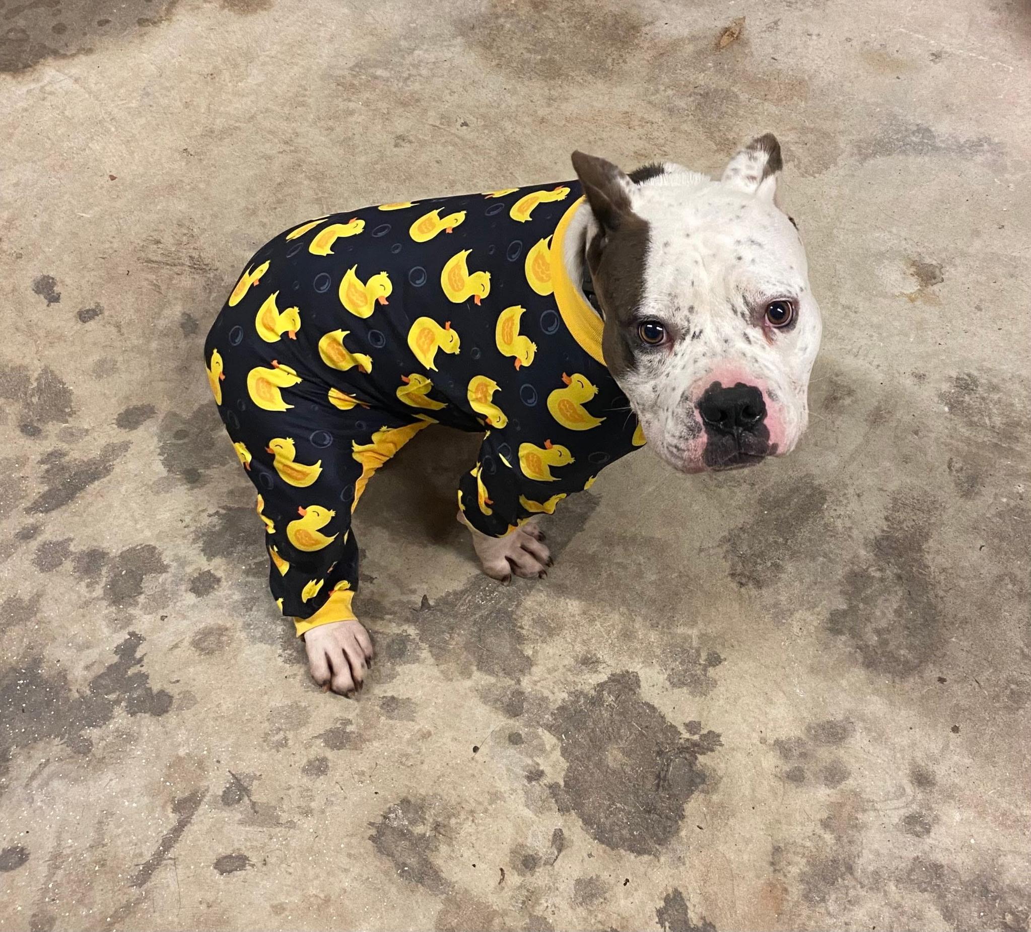 Enlarge Chewy, a Adoptable mixed breed in Louisa, VA image 3/6