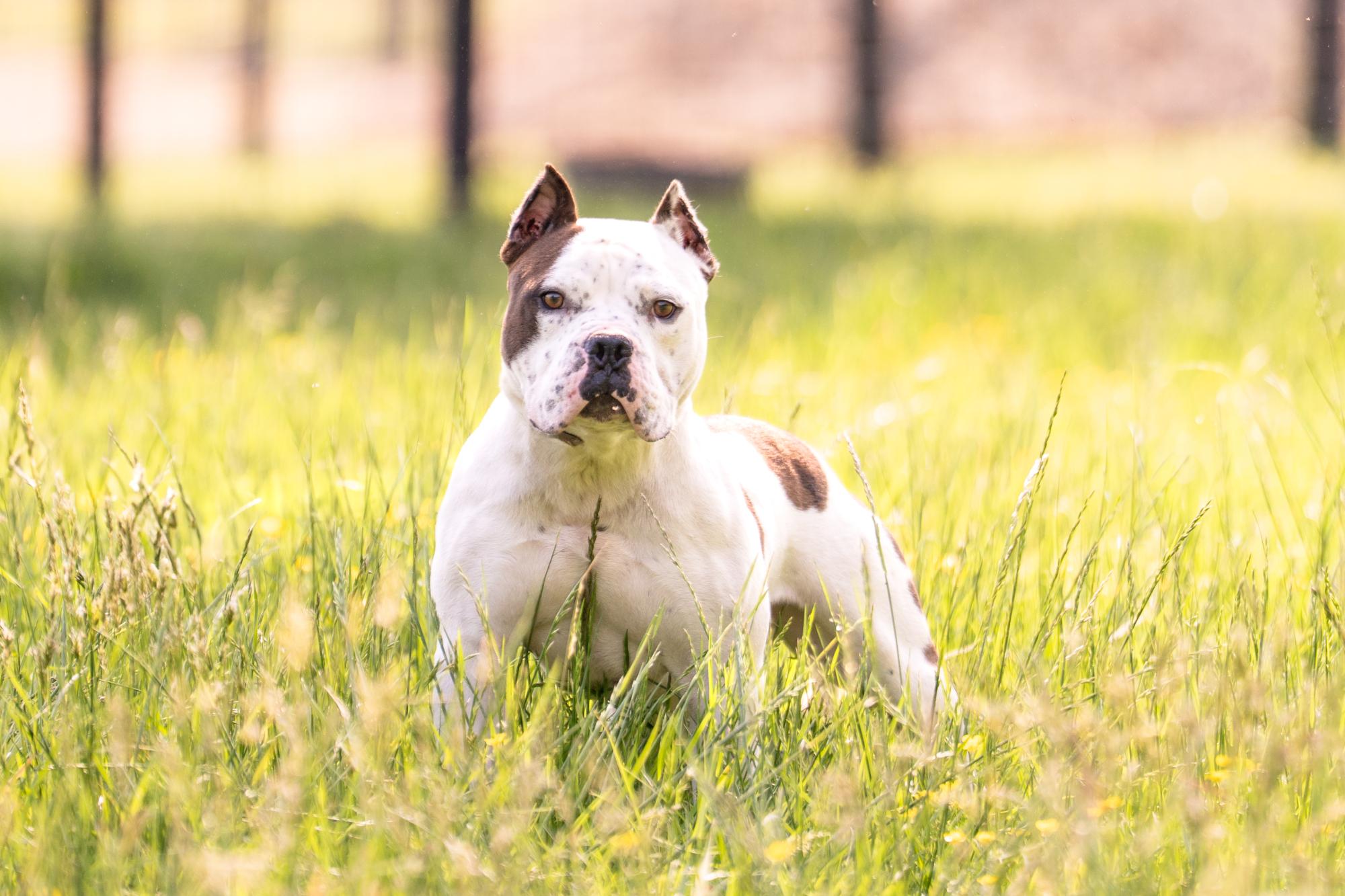 Chewy, Adoptable, Adult Male Pit Bull Terrier.