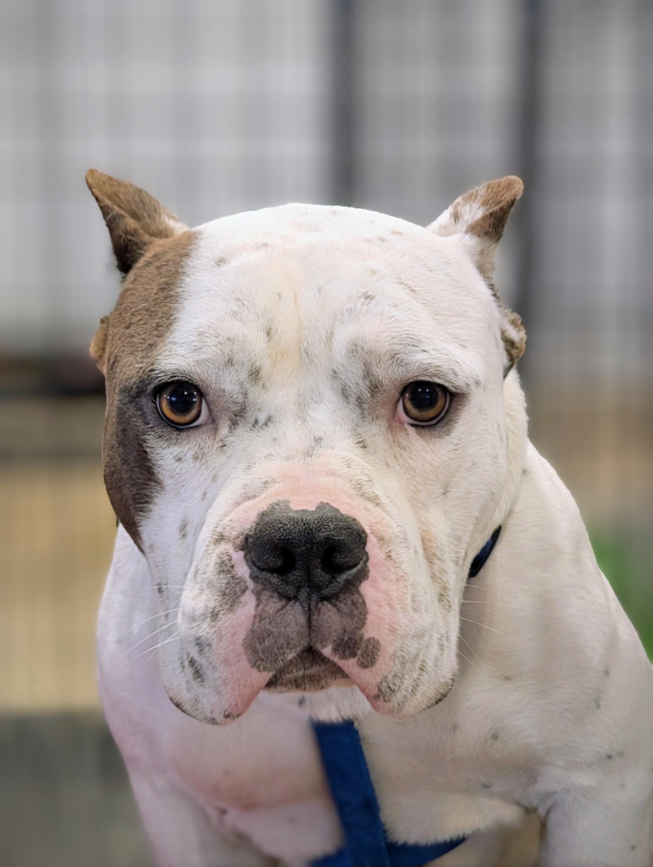 Chewy, a Adoptable mixed breed in Louisa, VA image 6/6