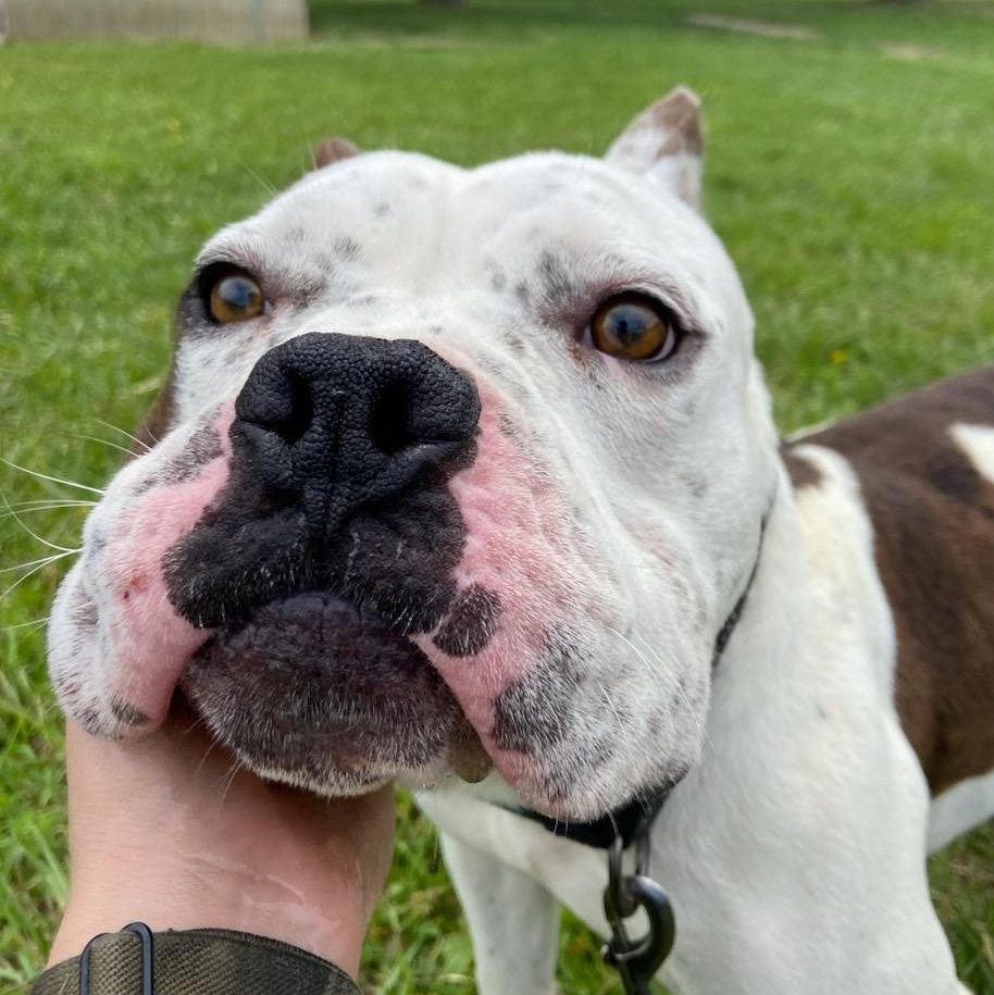 Chewy, Adoptable, Adult Male Pit Bull Terrier.