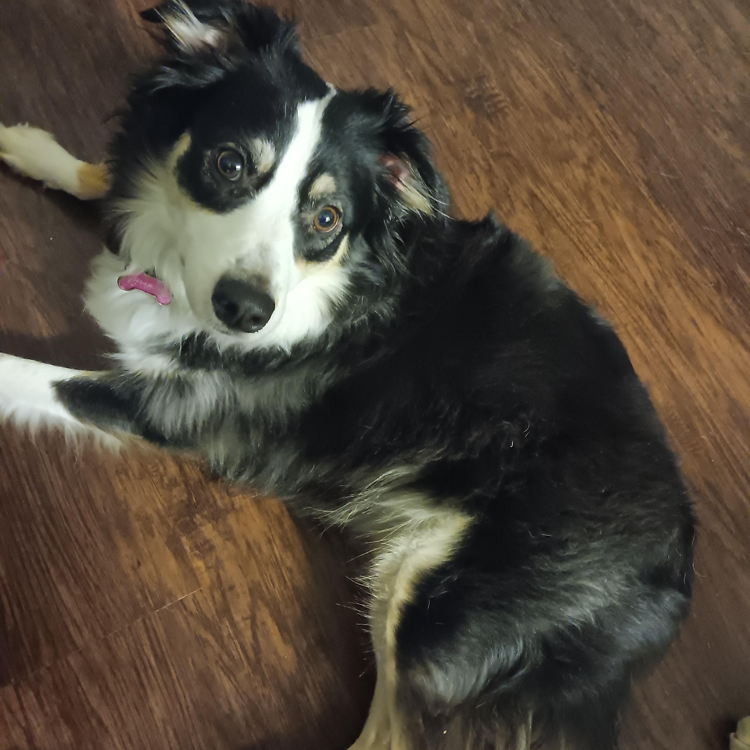 Charm, a Adoptable Australian Shepherd in Alexandria, VA image 5/6