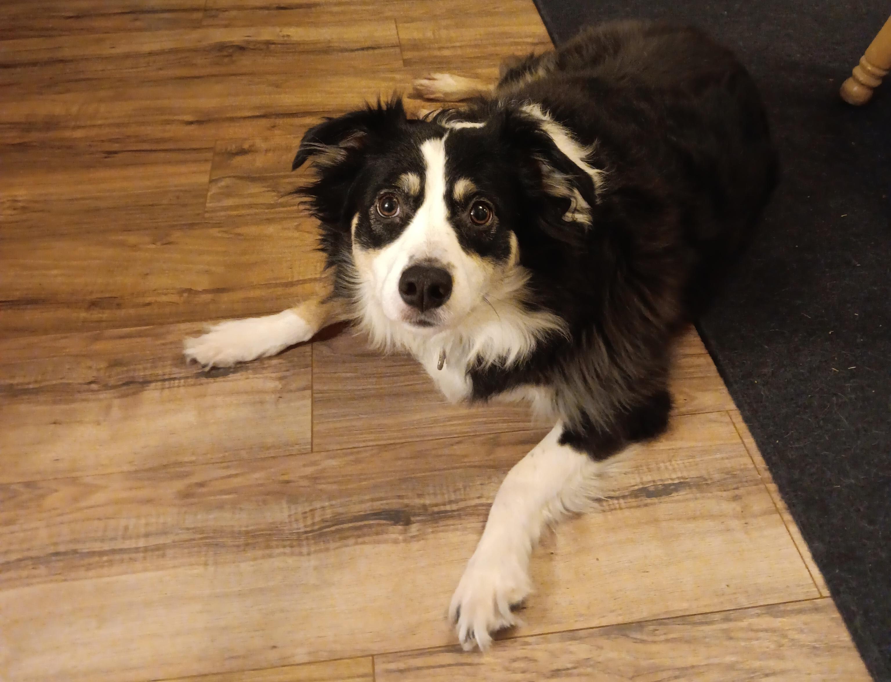 Charm, a Adoptable Australian Shepherd in Alexandria, VA image 6/6