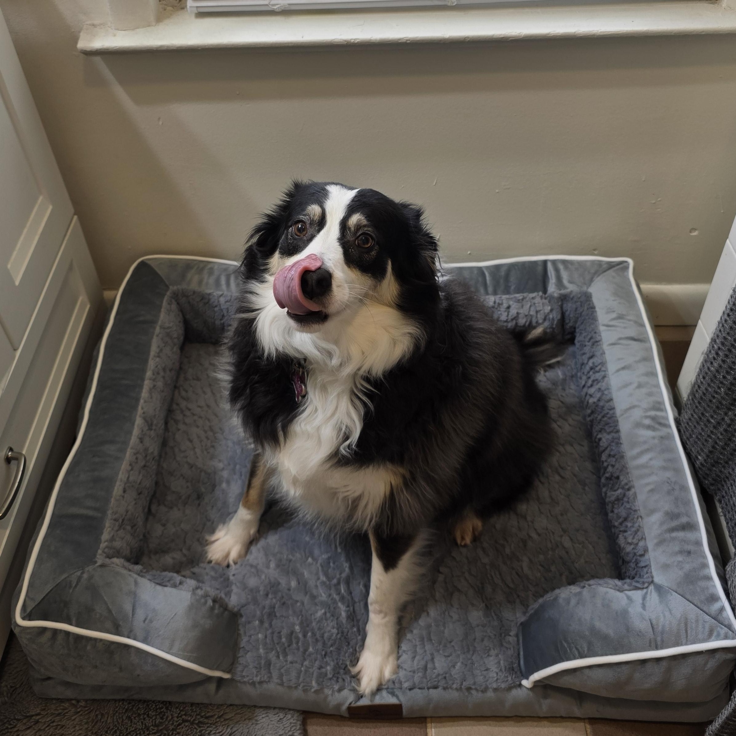 Charm, a Adoptable Australian Shepherd in Alexandria, VA image 4/6