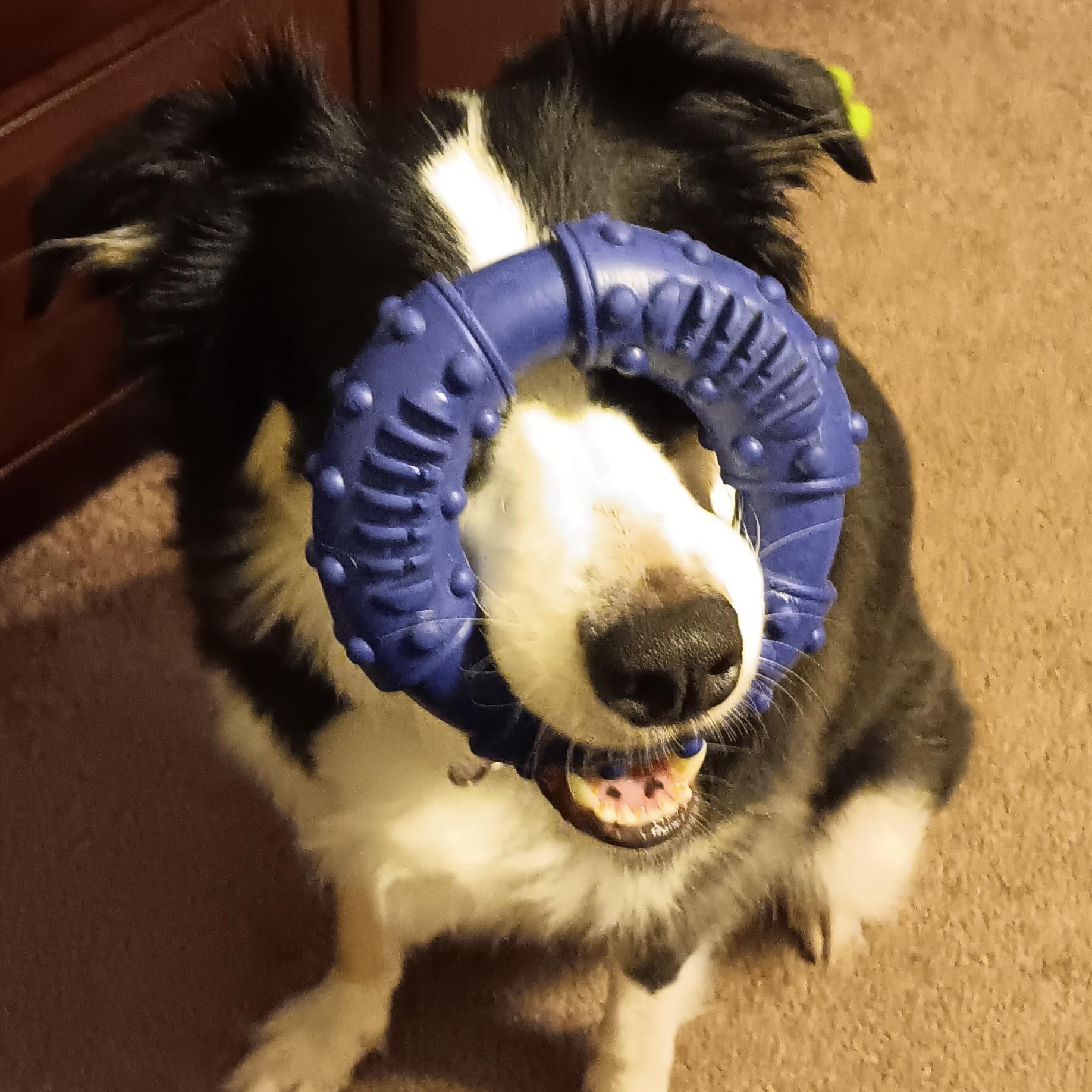 Charm, a Adoptable Australian Shepherd in Alexandria, VA image 2/6