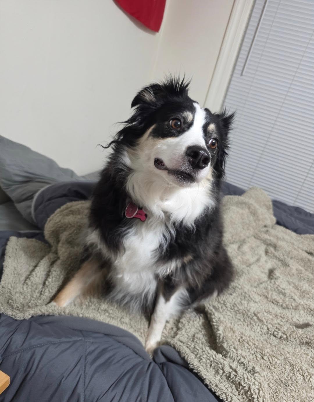 Charm, a Adoptable Australian Shepherd in Alexandria, VA image 1/6