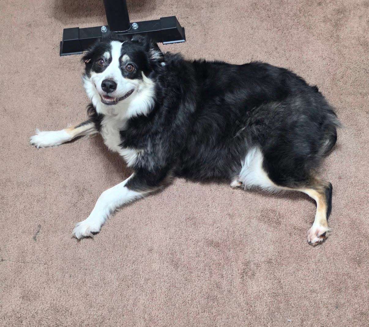 Charm, a Adoptable Australian Shepherd in Alexandria, VA image 3/6