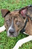 Meech, a Adoptable mixed breed in Columbia, TN image 1/5