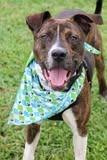Meech, a Adoptable mixed breed in Columbia, TN image 2/5