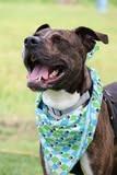 Meech, a Adoptable mixed breed in Columbia, TN image 3/5