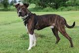 Meech, a Adoptable mixed breed in Columbia, TN image 4/5