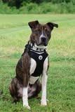 Meech, a Adoptable mixed breed in Columbia, TN image 5/5