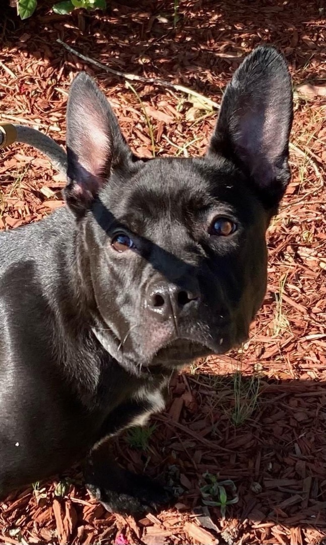 Ruthie, Adoptable, Young Female Labrador Retriever & American Bulldog.