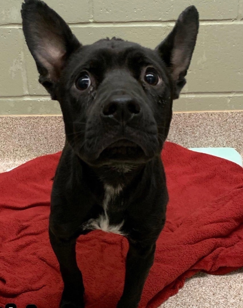 Enlarge Ruthie, a Adoptable mixed breed in Gainesville, GA image 2/6