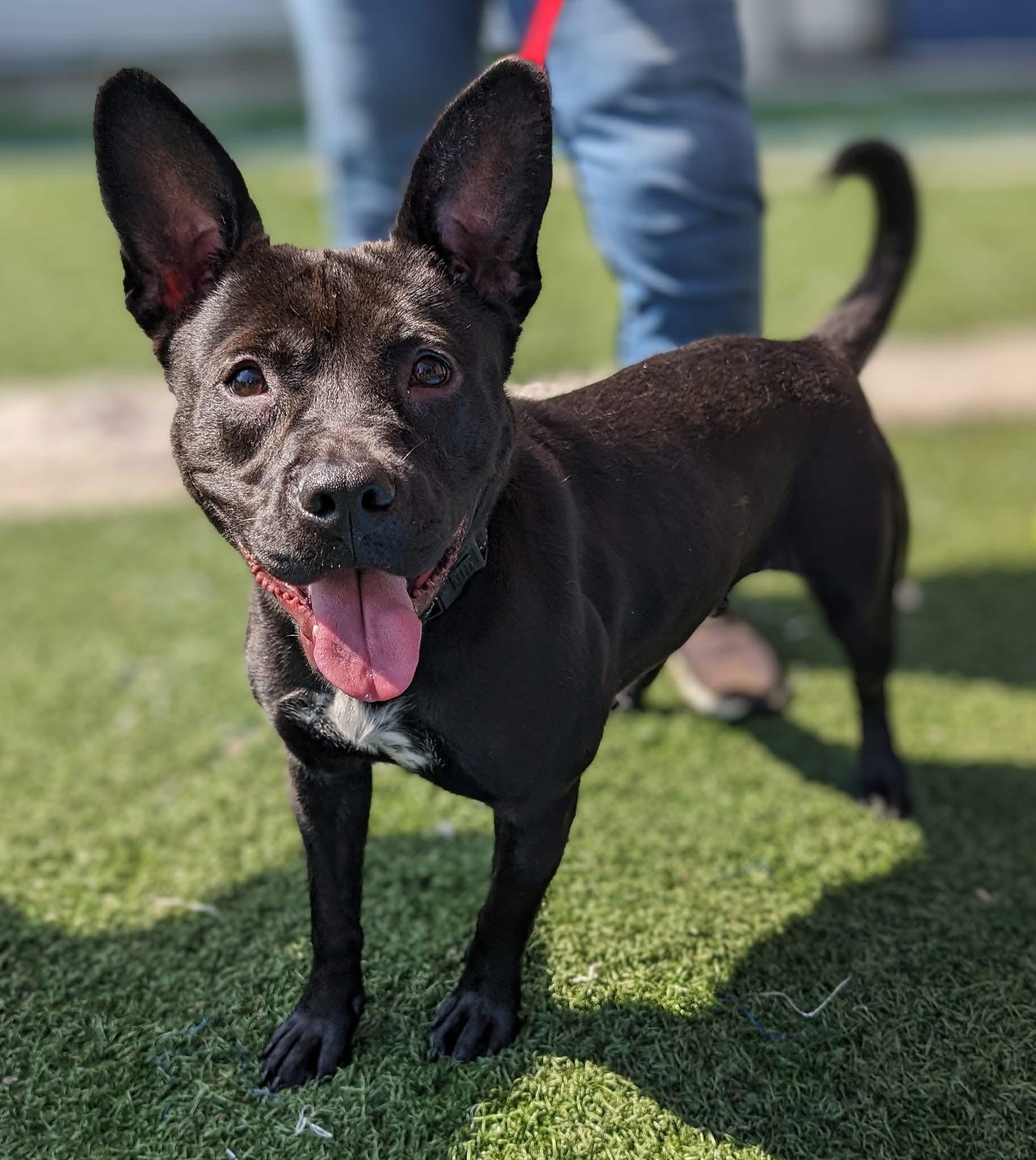 Ruthie, Adoptable, Young Female Labrador Retriever & American Bulldog.