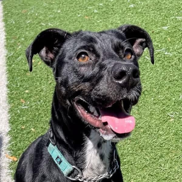 Enlarge Ruthie, a Adoptable mixed breed in Gainesville, GA image 3/3