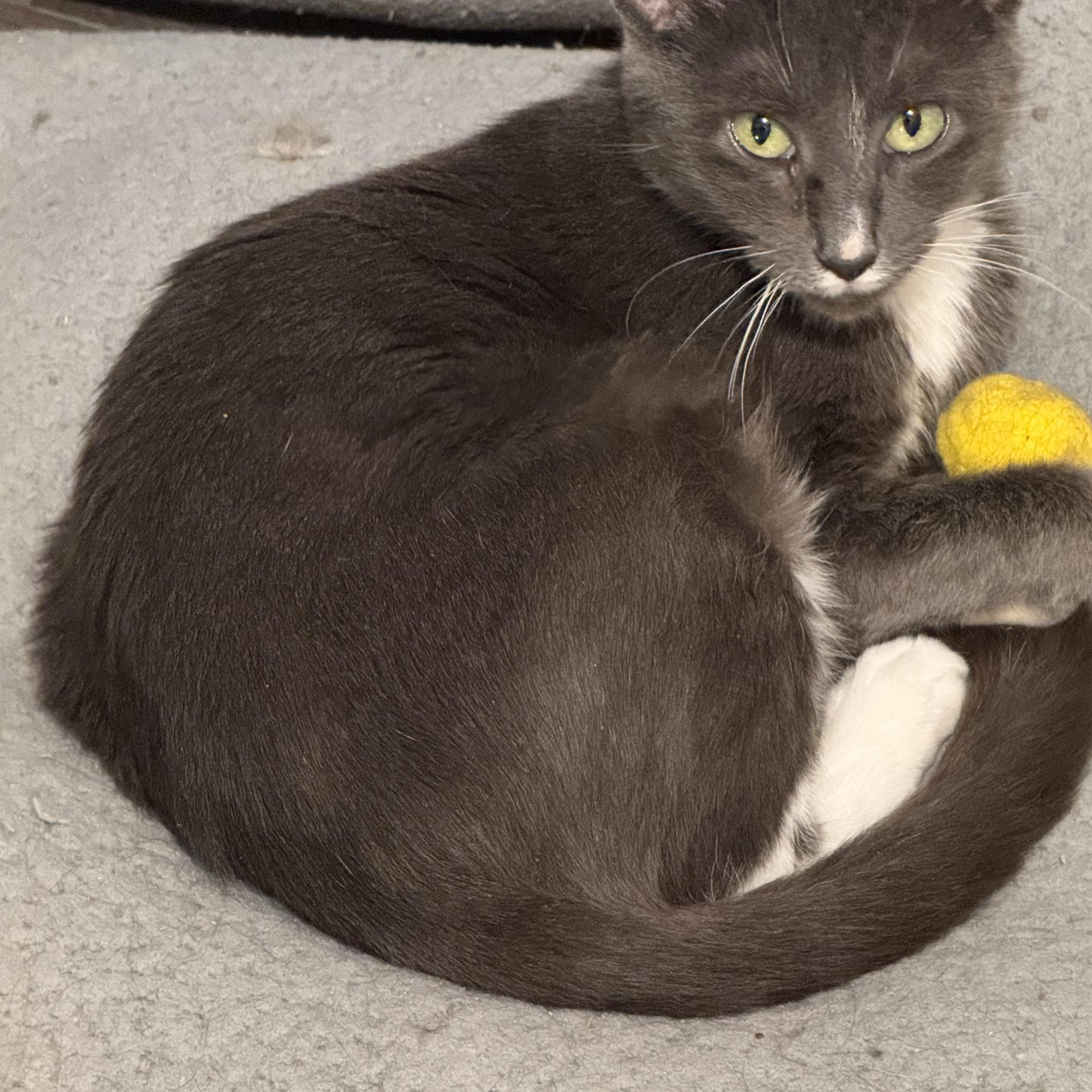 Enlarge Willow, a ADOPTABLE Domestic Short Hair in west Warwick, RI image 3/3