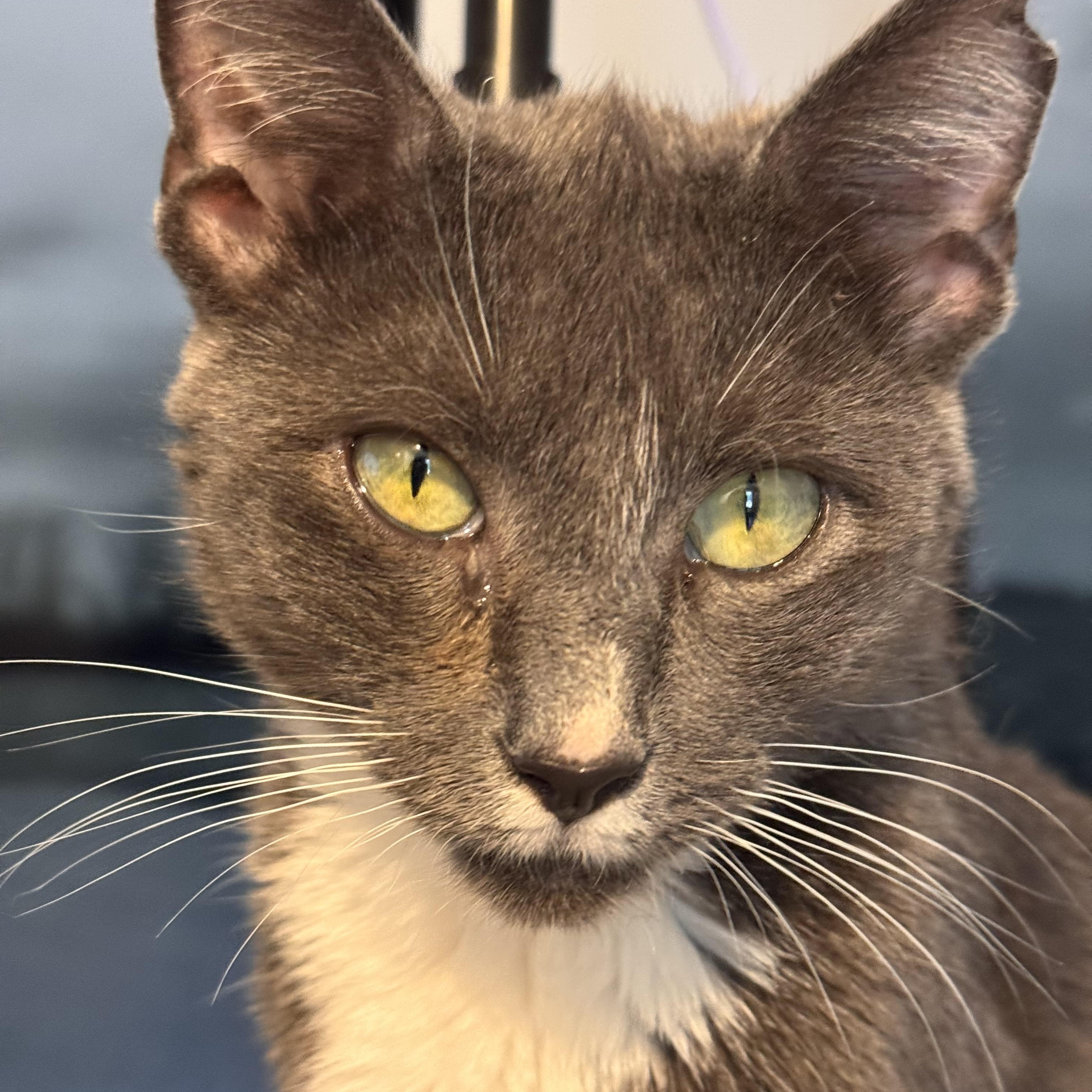 Enlarge Willow, a ADOPTABLE Domestic Short Hair in west Warwick, RI image 2/3