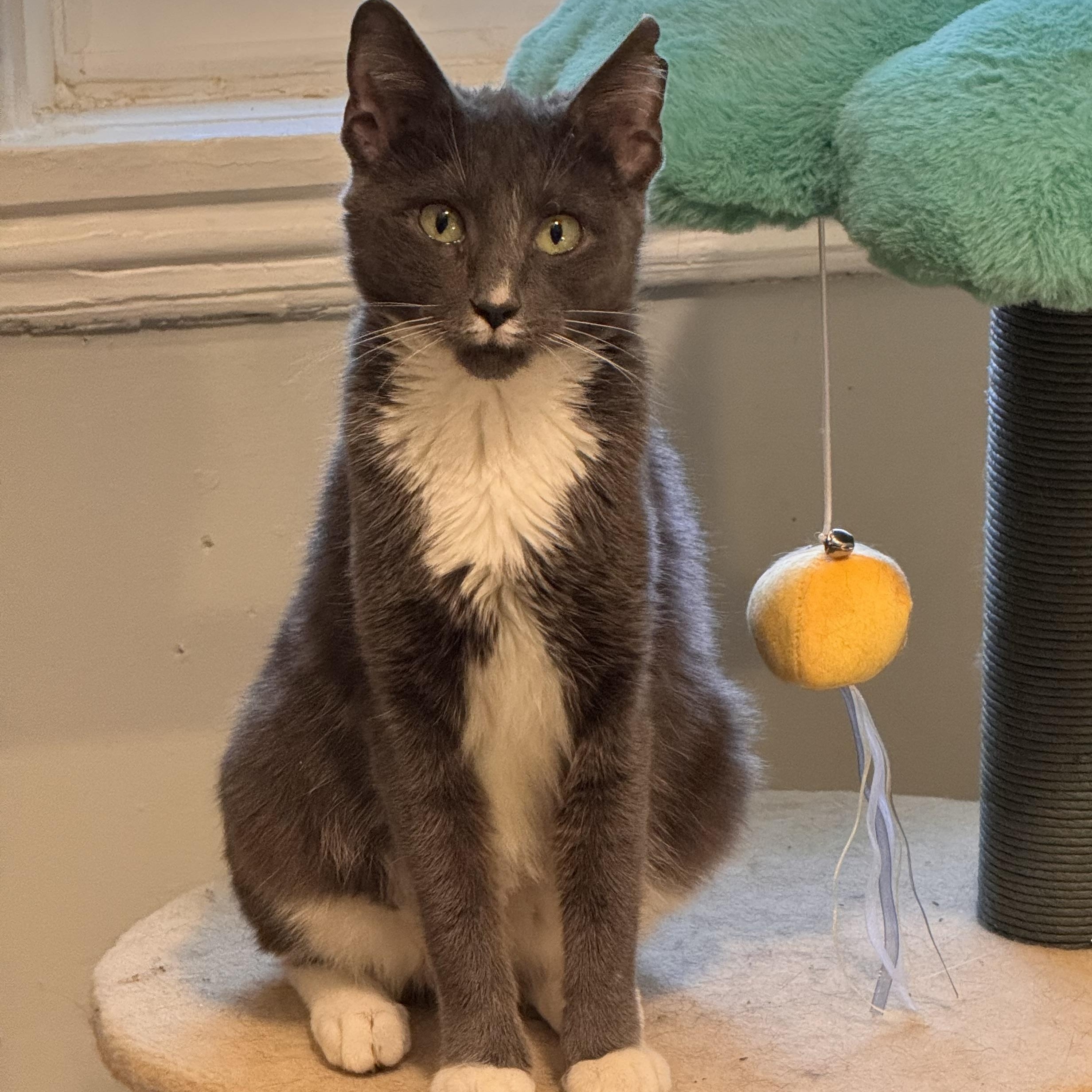 Willow, ADOPTABLE, Adult Female Domestic Short Hair.
