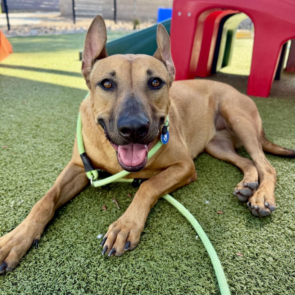 Red, Adoptable, Adult Female Rhodesian Ridgeback & Shepherd.