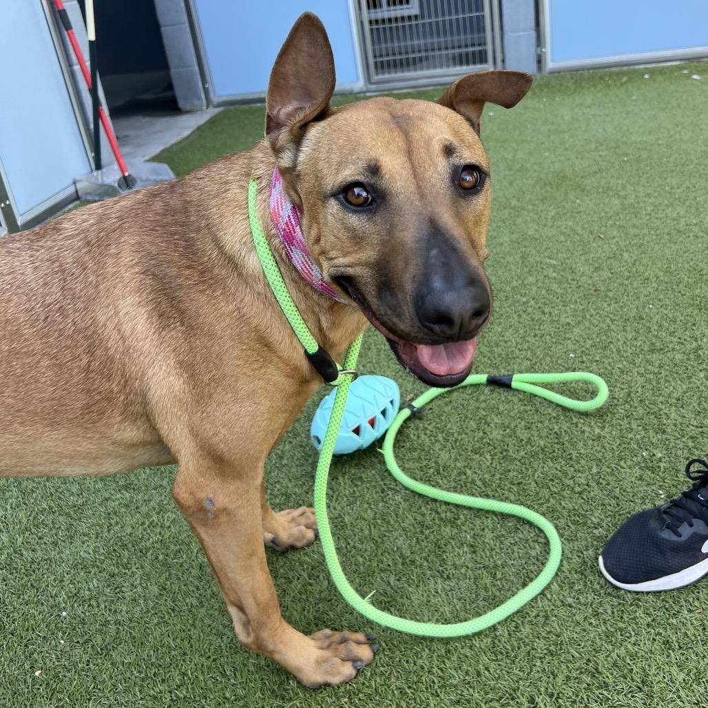 Red, a Adoptable mixed breed in Apache Junction, AZ image 1/5