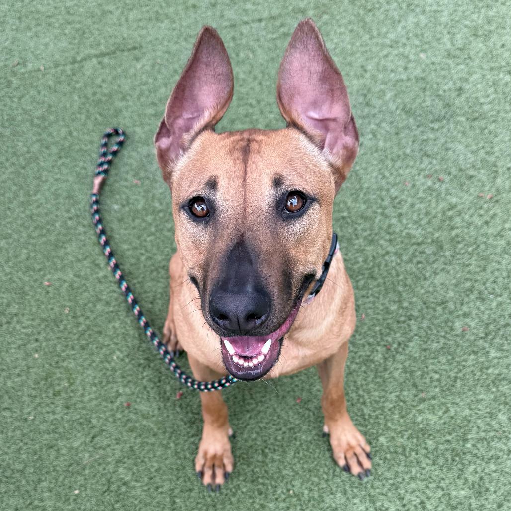 Red, a Adoptable mixed breed in Apache Junction, AZ image 2/5