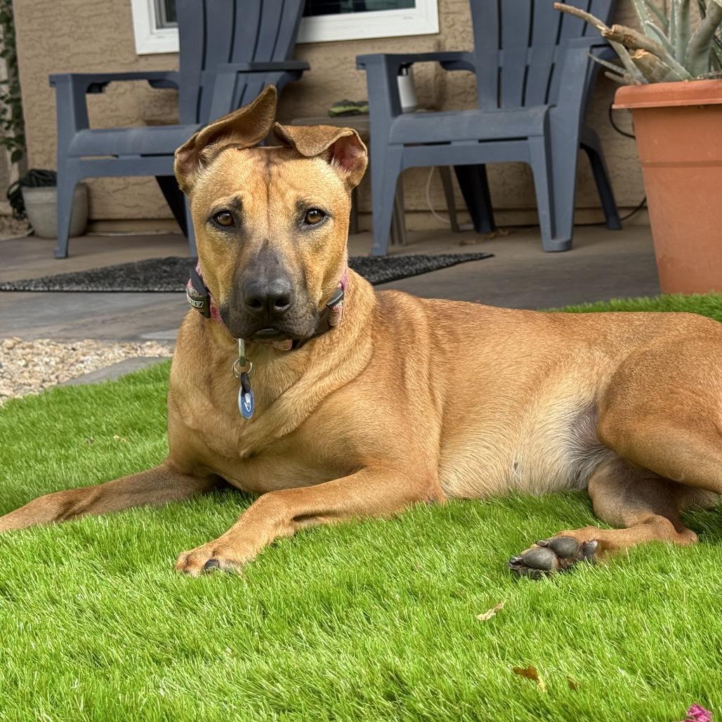 Enlarge Red, a Adoptable mixed breed in Apache Junction, AZ image 3/6