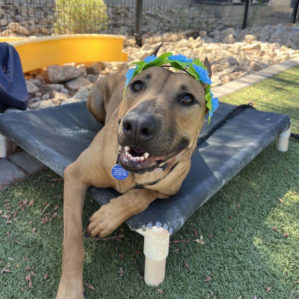 Red, a Adoptable mixed breed in Apache Junction, AZ image 3/5