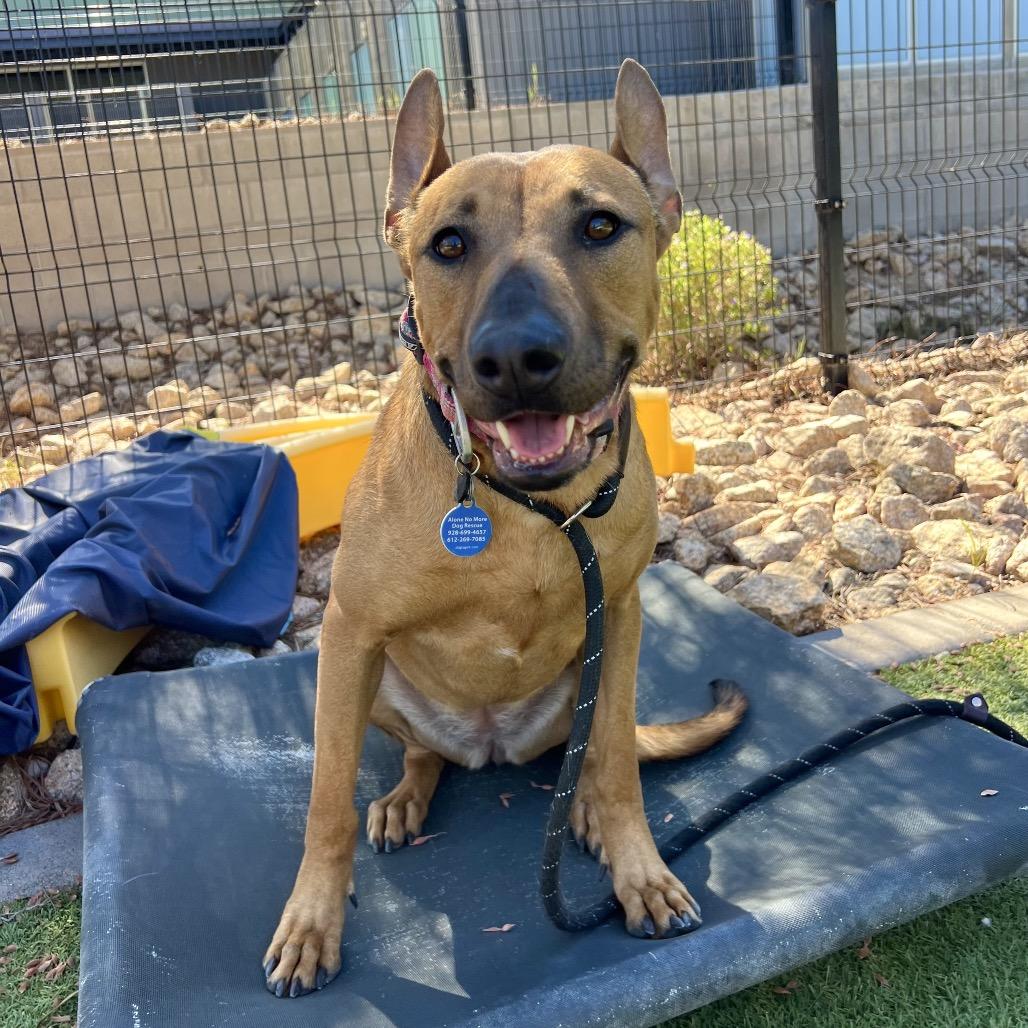 Red, a Adoptable mixed breed in Apache Junction, AZ image 4/5