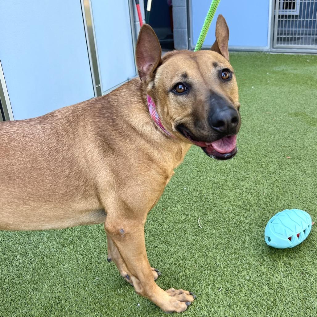 Red, a Adoptable mixed breed in Apache Junction, AZ image 5/5