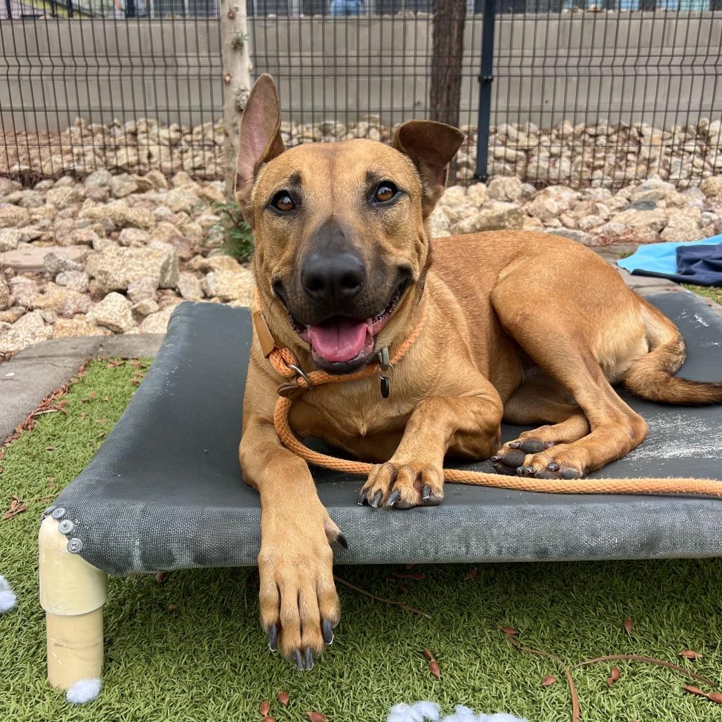 Enlarge Red, a Adoptable mixed breed in Apache Junction, AZ image 6/6